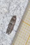 Blastobasis phycidella