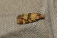 Aethes tesserana