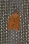 Clepsis consimilana