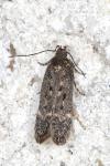 Bryotropha affinis