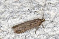 Bryotropha