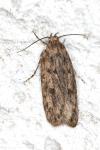 Hofmannophila pseudospretella