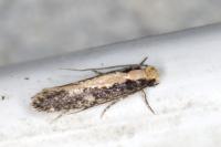 Monopis crocicapitella