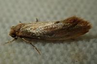 Tinea semifulvella