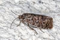 Barbara herrichiana