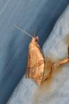 Clepsis consimilana