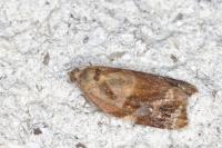 Ditula angustiorana