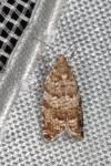 Epinotia nanana