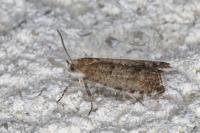 Epinotia