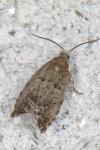 Epinotia