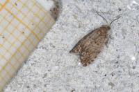 Epinotia