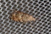Epinotia nanana
