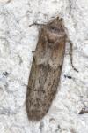 Blastobasis phycidella