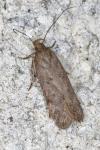Bryotropha