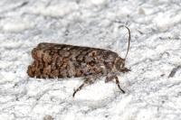 Barbara herrichiana