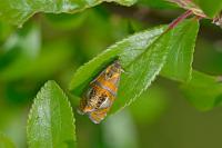 Olethreutes arcuella