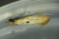 Tinea trinotella