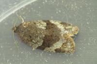 Syndemis musculana