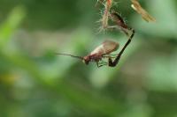 Micropterix aruncella
