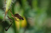 Micropterix aruncella