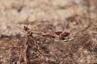 Amblyptilia acanthadactyla