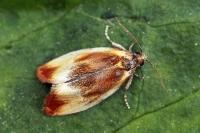 Eulia ministrana