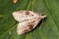 Cnephasia
