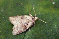 Cnephasia