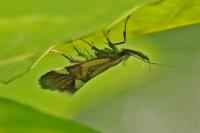 Alabonia geoffrella