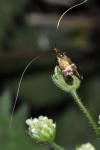 Adela australis