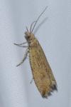 Bactra lancealana