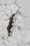 Ethmia bipunctella