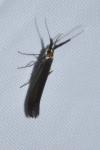 Coleophora
