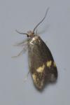 Borkhausenia minutella