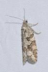 Cnephasia