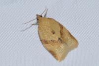 Clepsis consimilana
