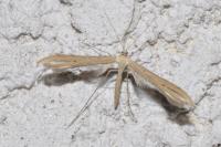 Emmelina monodactyla