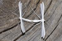 Pterophorus pentadactylus