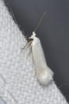 Opostega salaciella