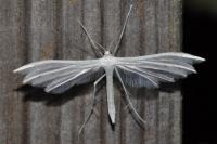 Pterophorus pentadactylus