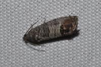 Cydia pomonella