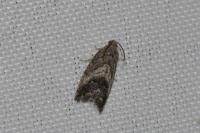 Cydia splendana
