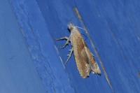 Eucosma conterminana