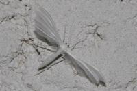Pterophorus pentadactylus