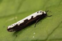 Ethmia bipunctella