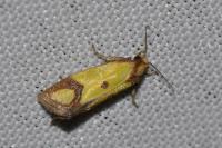Agapeta zoegana