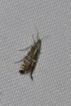 Glyphipterix thrasonella
