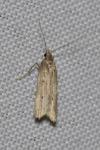 Acompsia antirrhinella/tripunctella