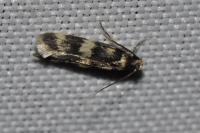 Oegoconia caradjai