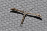 Emmelina monodactyla